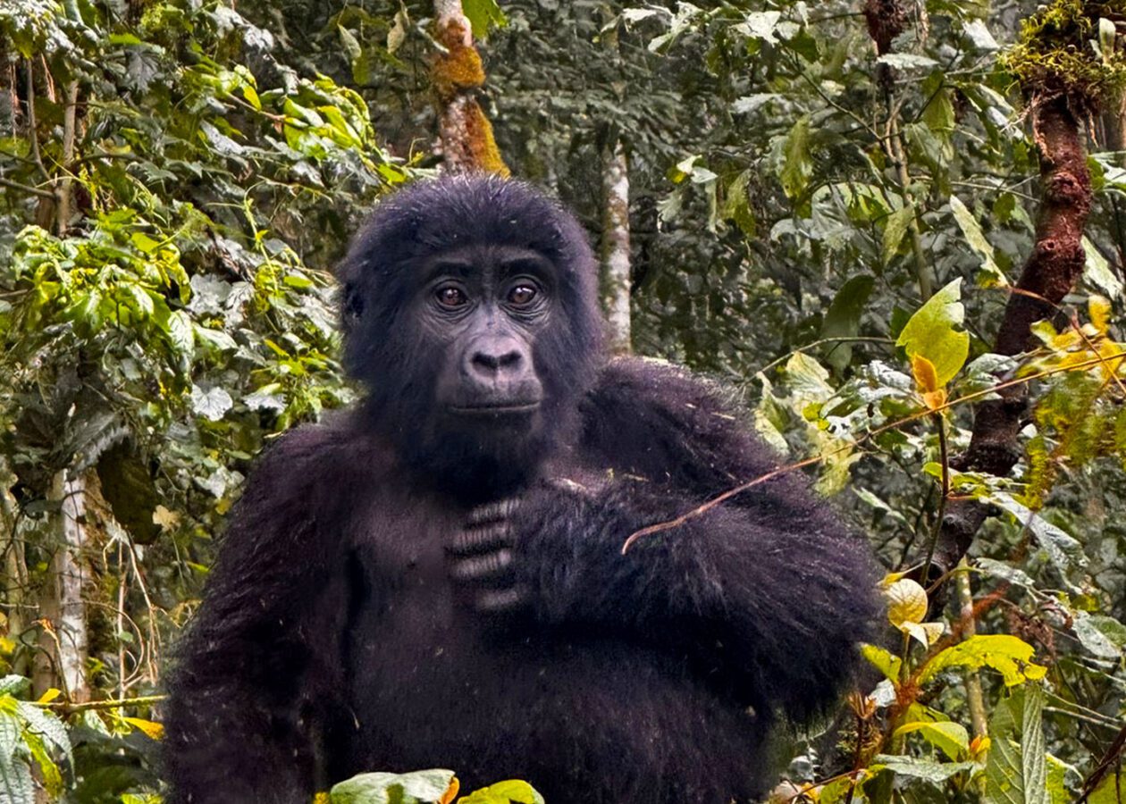 What Should I Pack for Gorilla Trekking in Uganda?