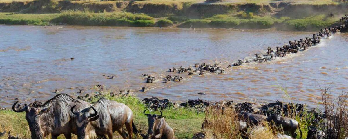What Makes the Great Migration a Unique Safari Experience?
