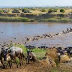 What Makes the Great Migration a Unique Safari Experience?
