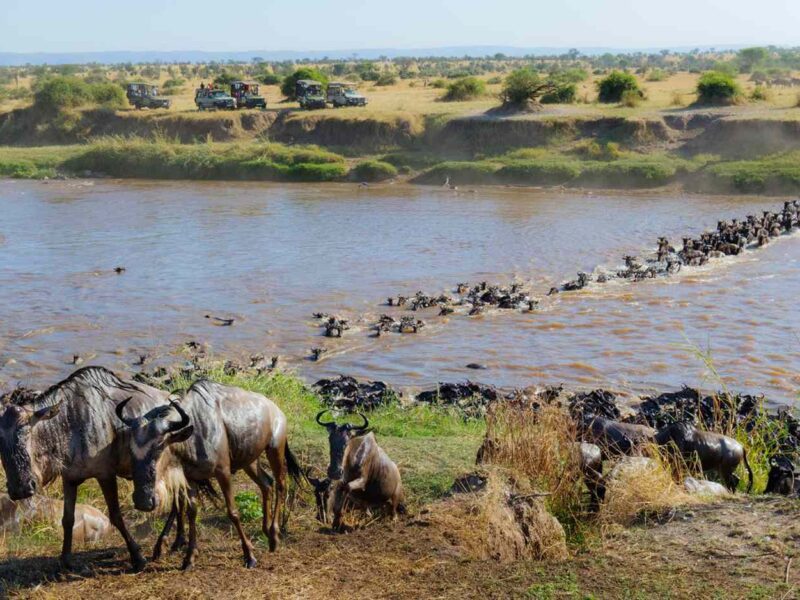 What Makes the Great Migration a Unique Safari Experience?