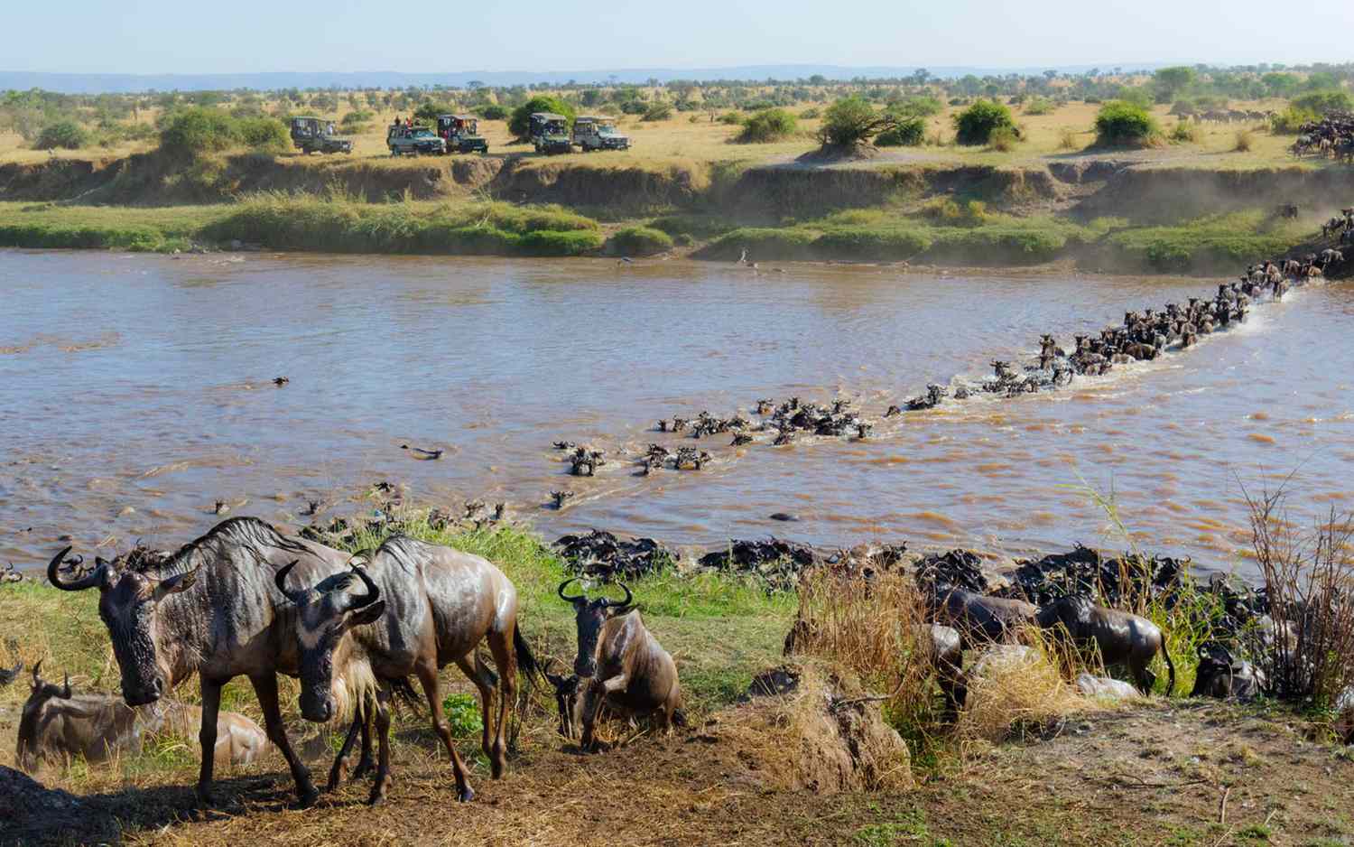 What Makes the Great Migration a Unique Safari Experience?