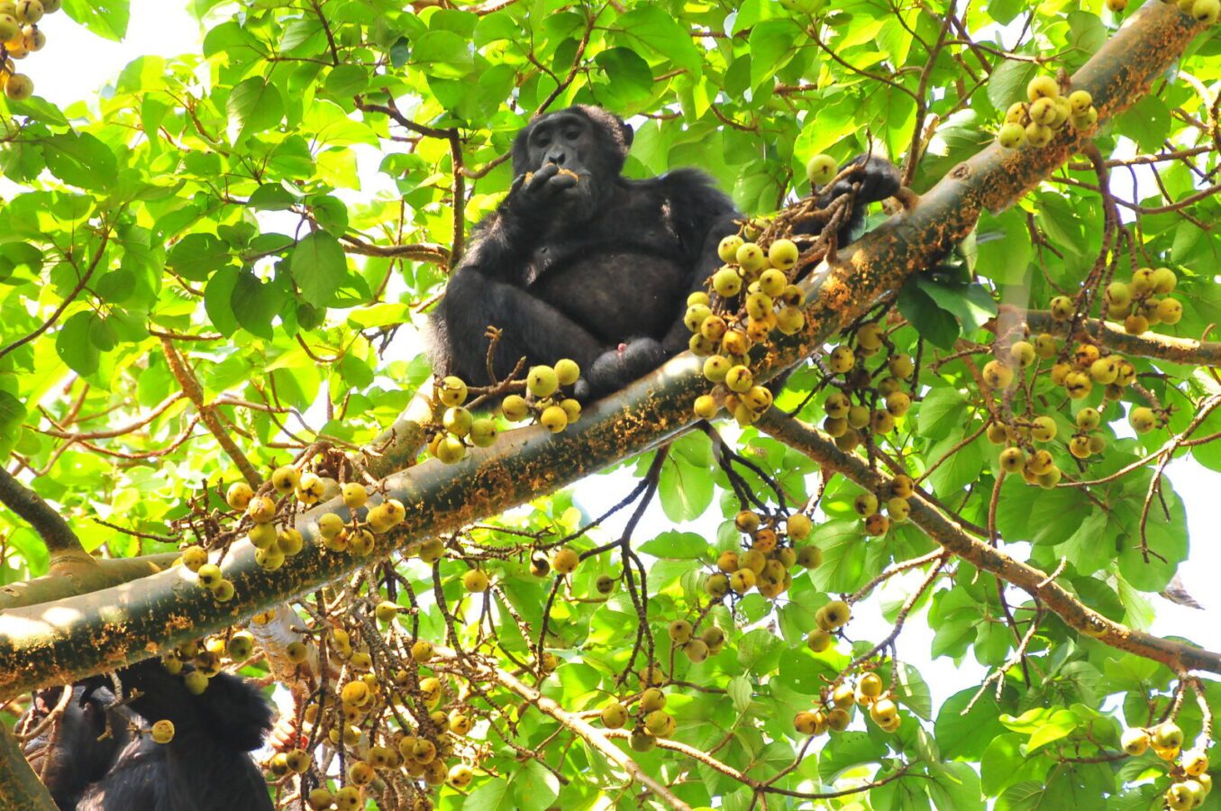 Nyungwe CHIMPANZEE Safaris