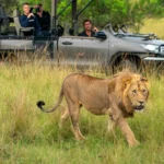Rwanda Game Drives