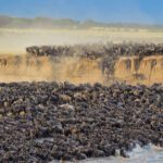What Is the Great Migration in Africa?