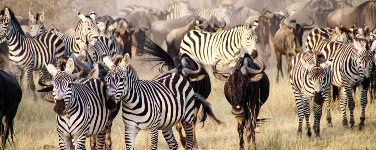 Which Countries Can I Visit to Experience the Great Migration?