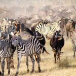 Which Countries Can I Visit to Experience the Great Migration?
