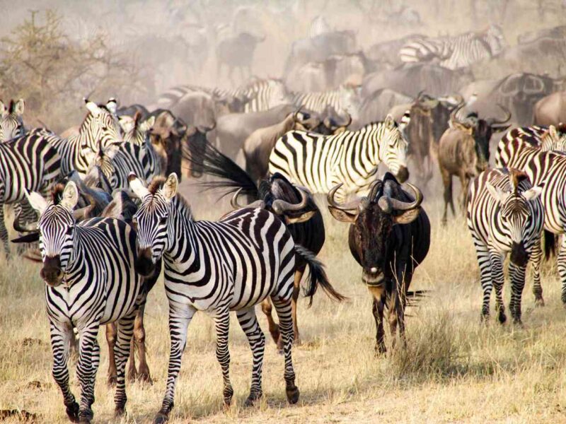 Which Countries Can I Visit to Experience the Great Migration?