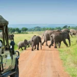 Game Drive Murchison Falls