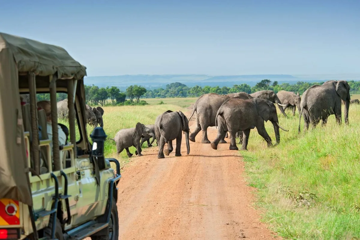 Game Drive Murchison Falls