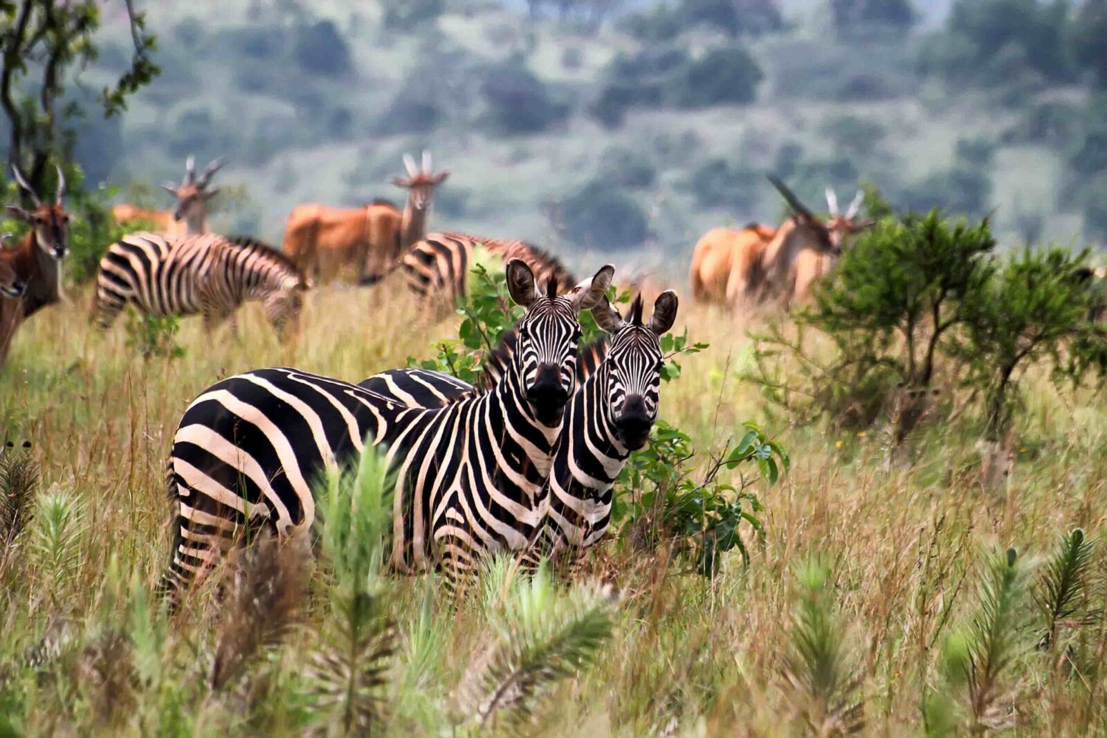 7-Day One Week Budget Tour in the Splendid Rwanda