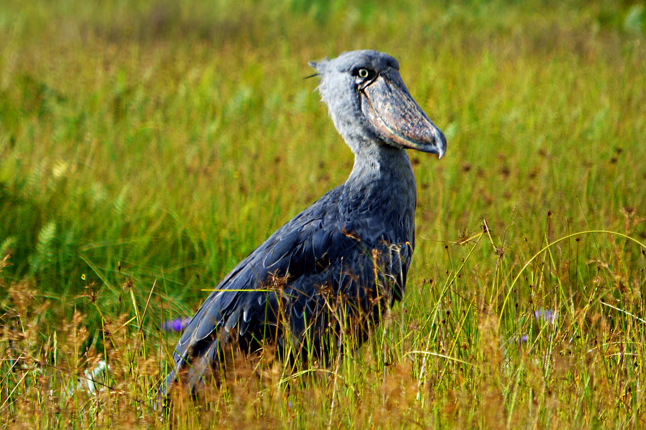 Shoebill in Mabamba Swamp