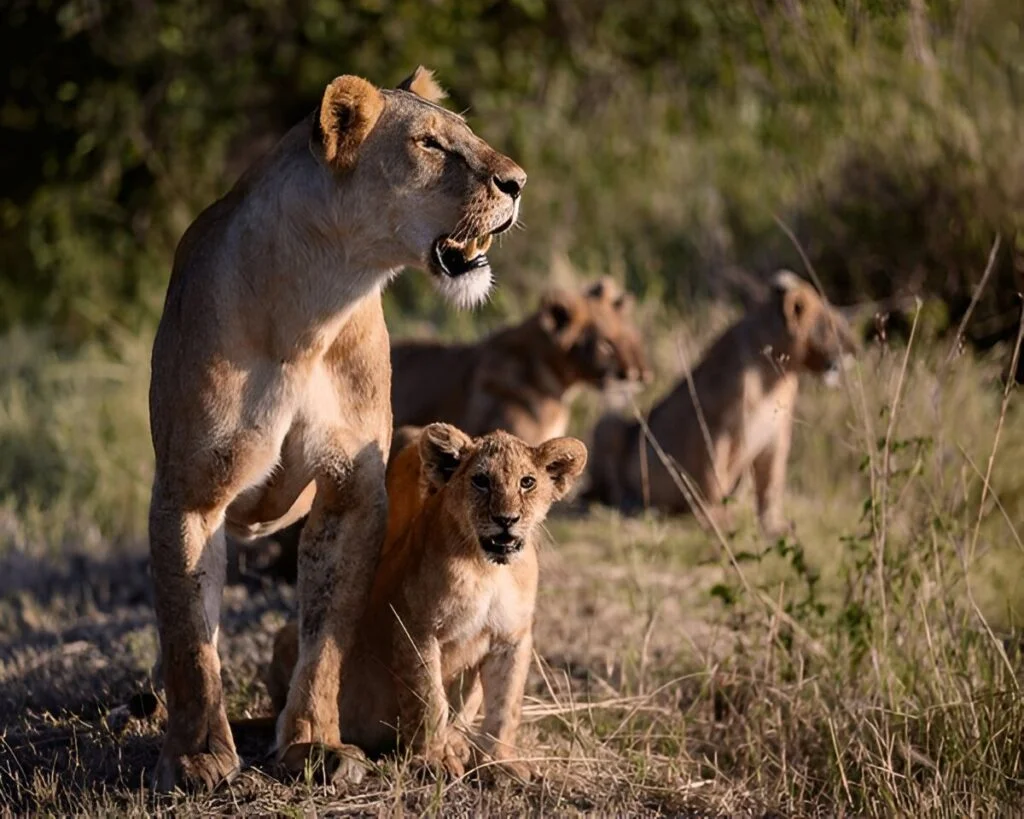 22-Day Uganda Gorilla, Chimps, Lions and Culture Safari